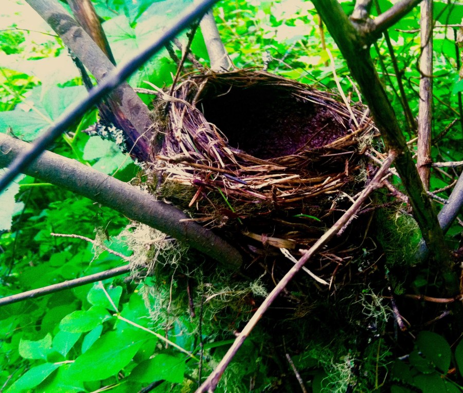 Nest